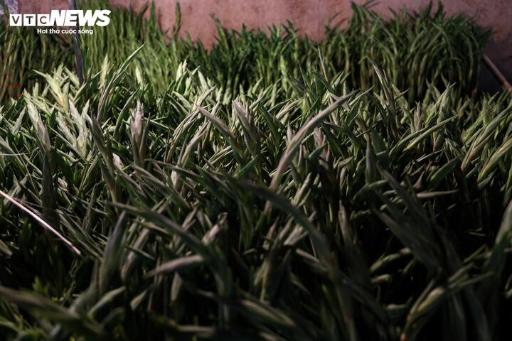 Hoa lay ơn thường chỉ 30.000 - 40.000 đồng/10 cành, nay đã tăng lên 100.000 - 140.000 đồng/10 cành.