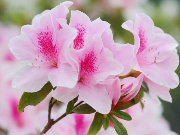 Bước qua ngày đầu năm Bính Ngọ, 3 con giáp có tiền vàng bao phủ, tài khoản nhảy số liên hồi, hỷ sự liên tiếp đến, tình duyên viên mãn - Ảnh 1