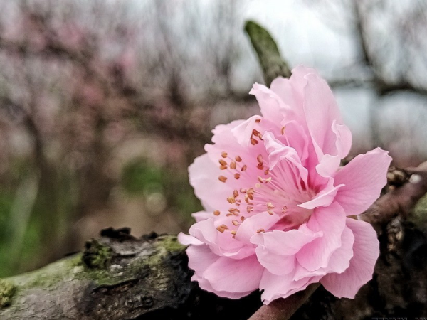 Bước qua ngày đầu năm Bính Ngọ, 3 con giáp có tiền vàng bao phủ, tài khoản nhảy số liên hồi, hỷ sự liên tiếp đến, tình duyên viên mãn - Ảnh 2