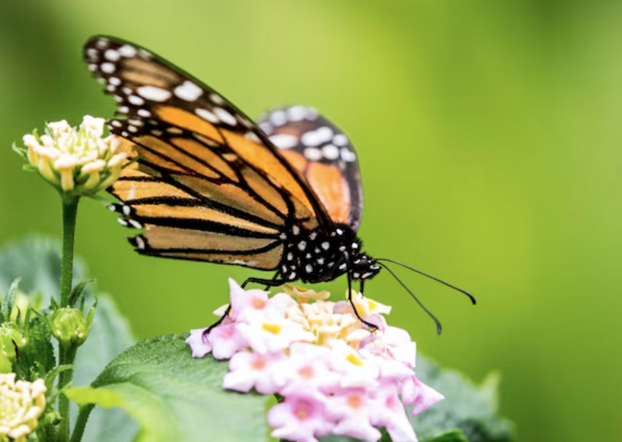 Sống tốt chưa chắc bằng sinh đúng ngày: 4 ngày Âm lịch đại cát, phúc lộc kéo dài nhiều thế hệ - Ảnh 4.