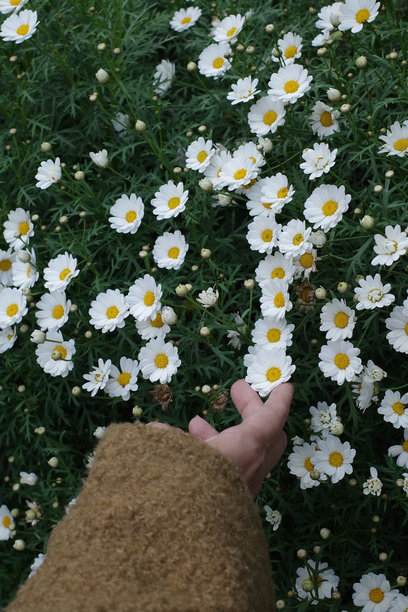 Thanh Hằng 'sống chậm' ở Đà Lạt trong những ngày giáp Tết - Ảnh 8.