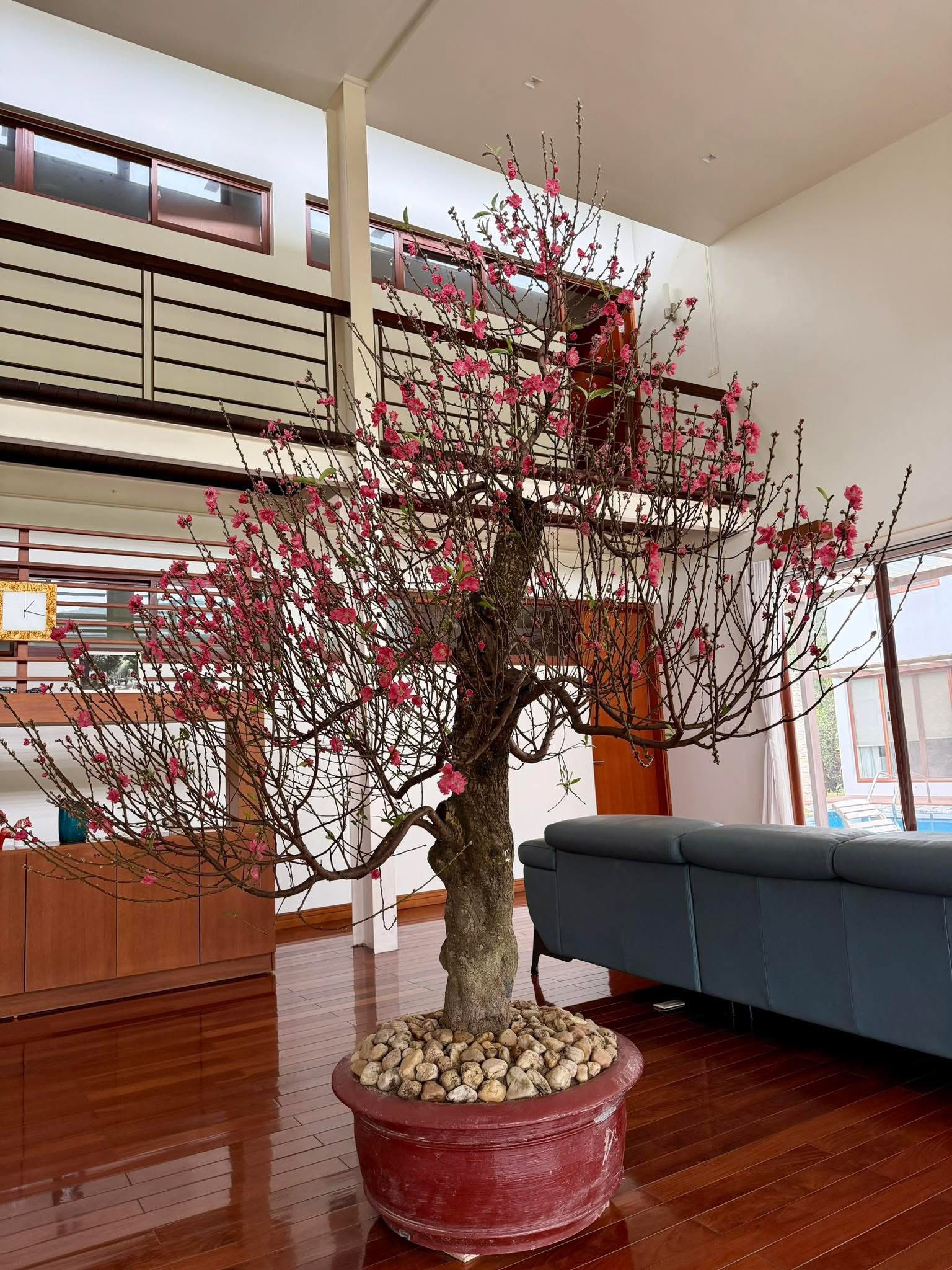 Biệt thự của diva Mỹ Linh rực sắc xuân, nhà nữ MC VTV đủ đầy 'ai ngắm cũng mê'插图 My Linh 01.jpg