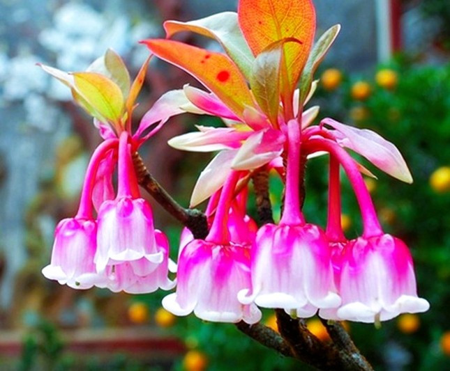 Độc, lạ đào chuông Yên Tử được đại gia truy lùng chơi Tết - Ảnh 2.