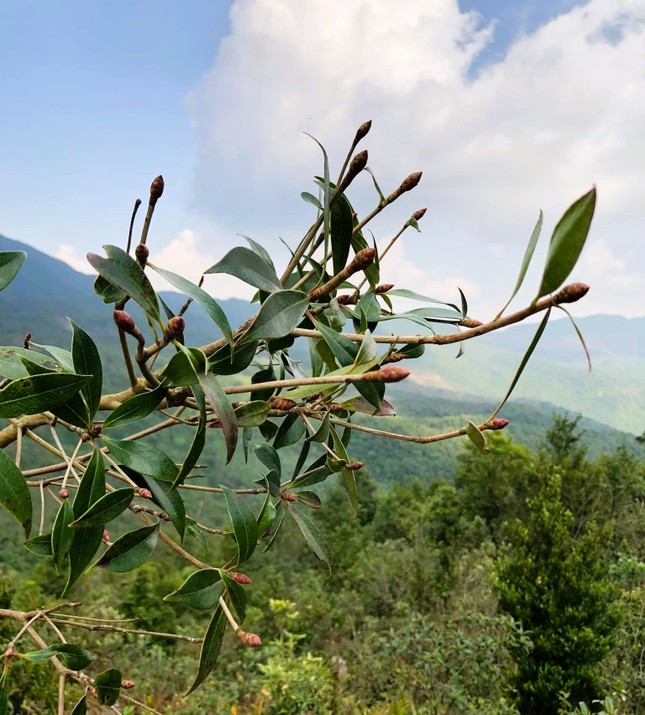 Độc, lạ đào chuông Yên Tử được đại gia truy lùng chơi Tết - Ảnh 3.