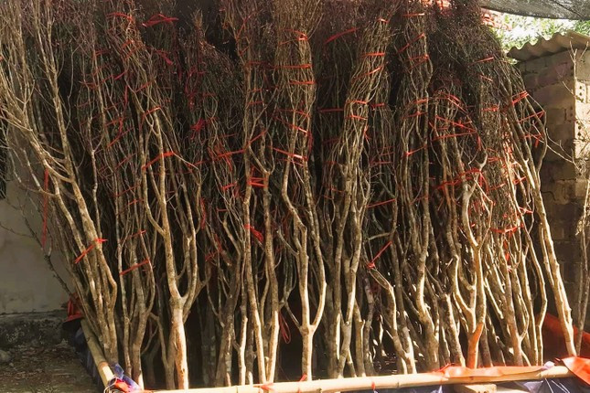 Độc, lạ đào chuông Yên Tử được đại gia truy lùng chơi Tết - Ảnh 7.