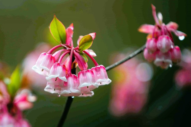 Độc, lạ đào chuông Yên Tử được đại gia truy lùng chơi Tết - Ảnh 8.