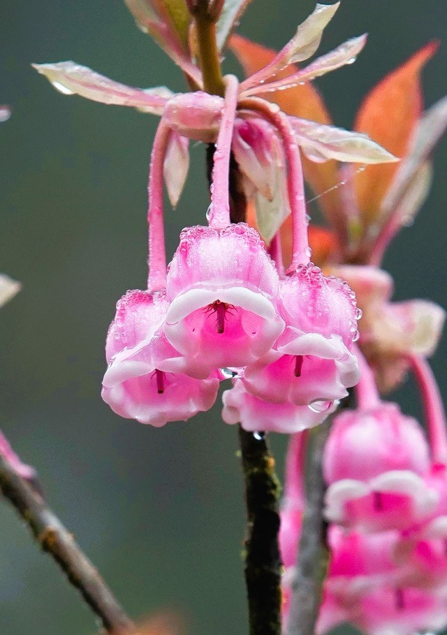 Độc, lạ đào chuông Yên Tử được đại gia truy lùng chơi Tết - Ảnh 10.