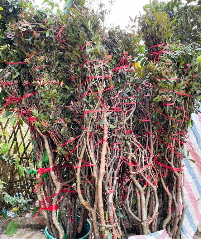 Độc, lạ đào chuông Yên Tử được đại gia truy lùng chơi Tết - Ảnh 12.