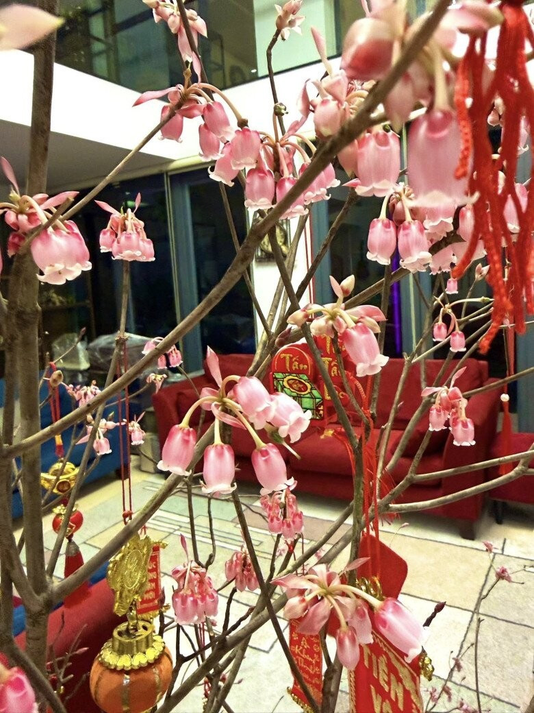 Cành đào chuông Yên Tử lạ mắt 