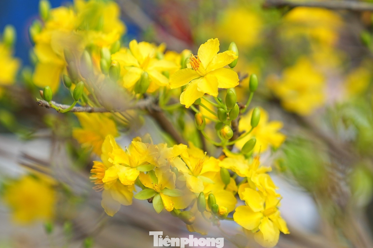 tp-mai-vang-anh-18.jpg