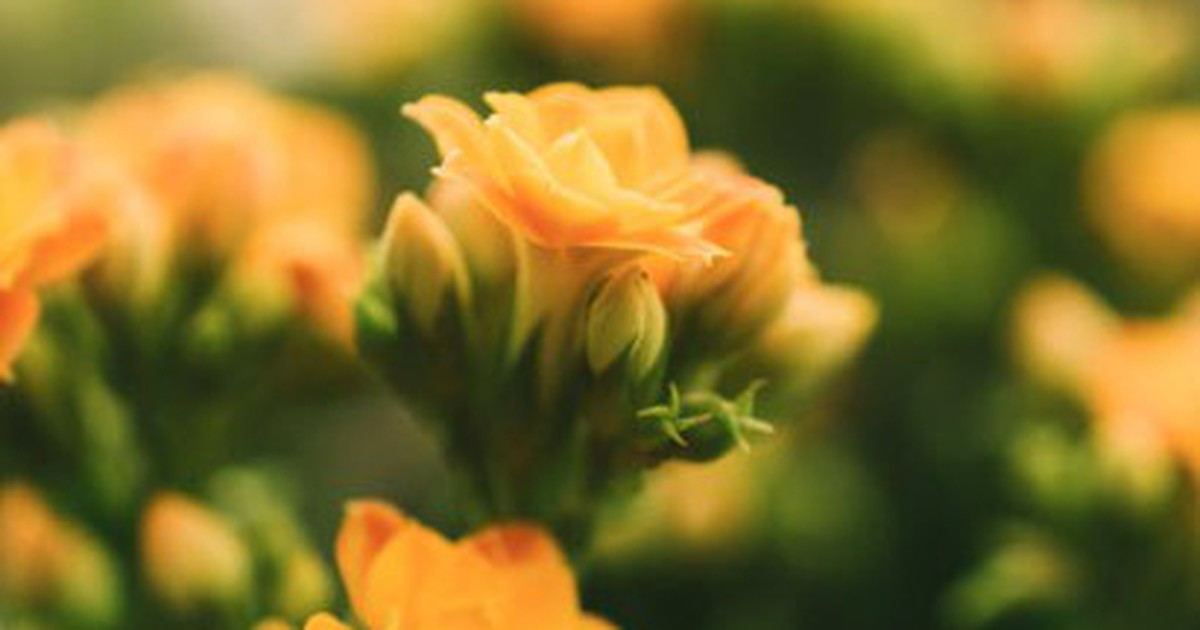 Thần Tài trao may mắn đúng 19h30 ngày 16/2/206, 3 con giáp sự nghiệp thăng hoa không ngờ, chẳng lo tiền bạc, phúc lộc dồi dào插图3