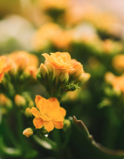 Người sinh 3 tháng Âm lịch này nhân duyên đại vượng: Ngày càng giàu nhờ nhiều mối quan hệ - Ảnh 3.