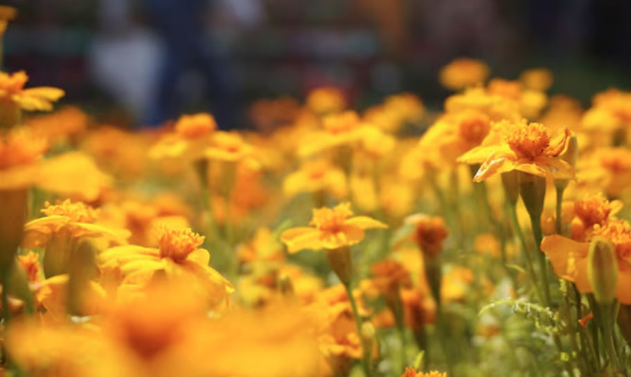 Người sinh 3 tháng Âm lịch này nhân duyên đại vượng: Ngày càng giàu nhờ nhiều mối quan hệ - Ảnh 1.