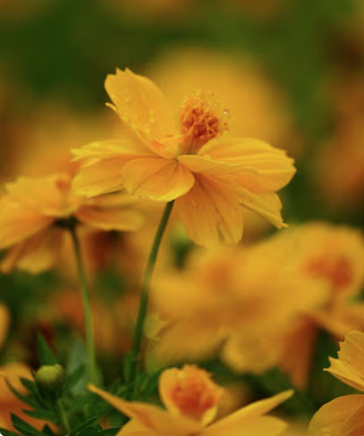 Người sinh 3 tháng Âm lịch này nhân duyên đại vượng: Ngày càng giàu nhờ nhiều mối quan hệ - Ảnh 2.