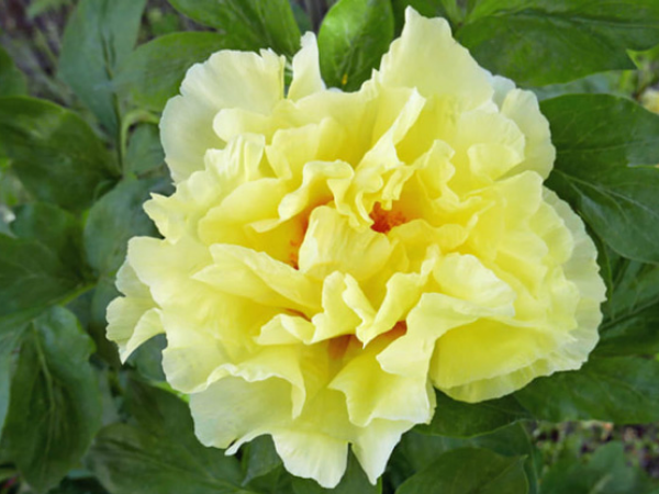 Tử vi tuần mới từ 16/2 đến 22/2 dương lịch, 3 con giáp tài vận nở rộ, thu về lộc lá, Đại Cát Đại Lợi, làm gì cũng Vượng Phát - Ảnh 2