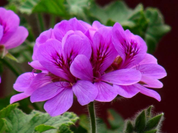 Tử vi tuần mới từ 16/2 đến 22/2, 3 con giáp tài vận nở rộ, thu về lộc lá插图2 Tử vi tuần mới từ 16/2 đến 22/2 dương lịch, 3 con giáp tài vận nở rộ, thu về lộc lá, Đại Cát Đại Lợi, làm gì cũng Vượng Phát - Ảnh 3