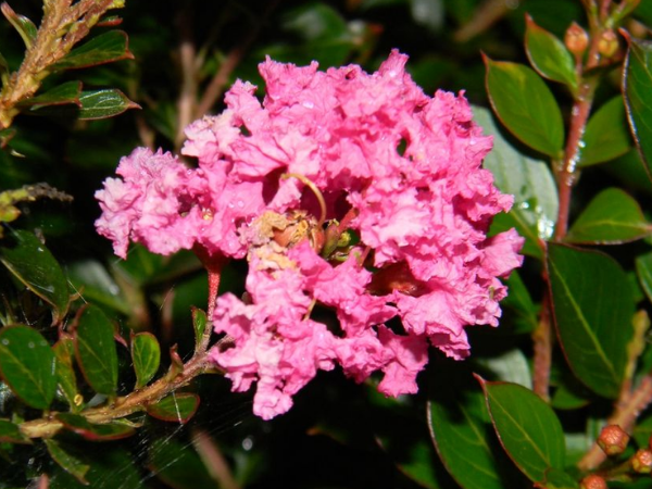 Đúng 20h hôm nay, ngày 17/2/2026 (Mùng 1 Tết), 3 con giáp xòe tay hứng Hồng Phúc, giàu có vô biên, không thắng lớn cũng trúng đậm - Ảnh 2