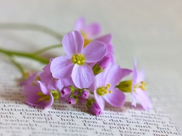 Đúng 20h hôm nay, ngày 17/2/2026 (Mùng 1 Tết), 3 con giáp xòe tay hứng Hồng Phúc, giàu có vô biên, không thắng lớn cũng trúng đậm - Ảnh 1