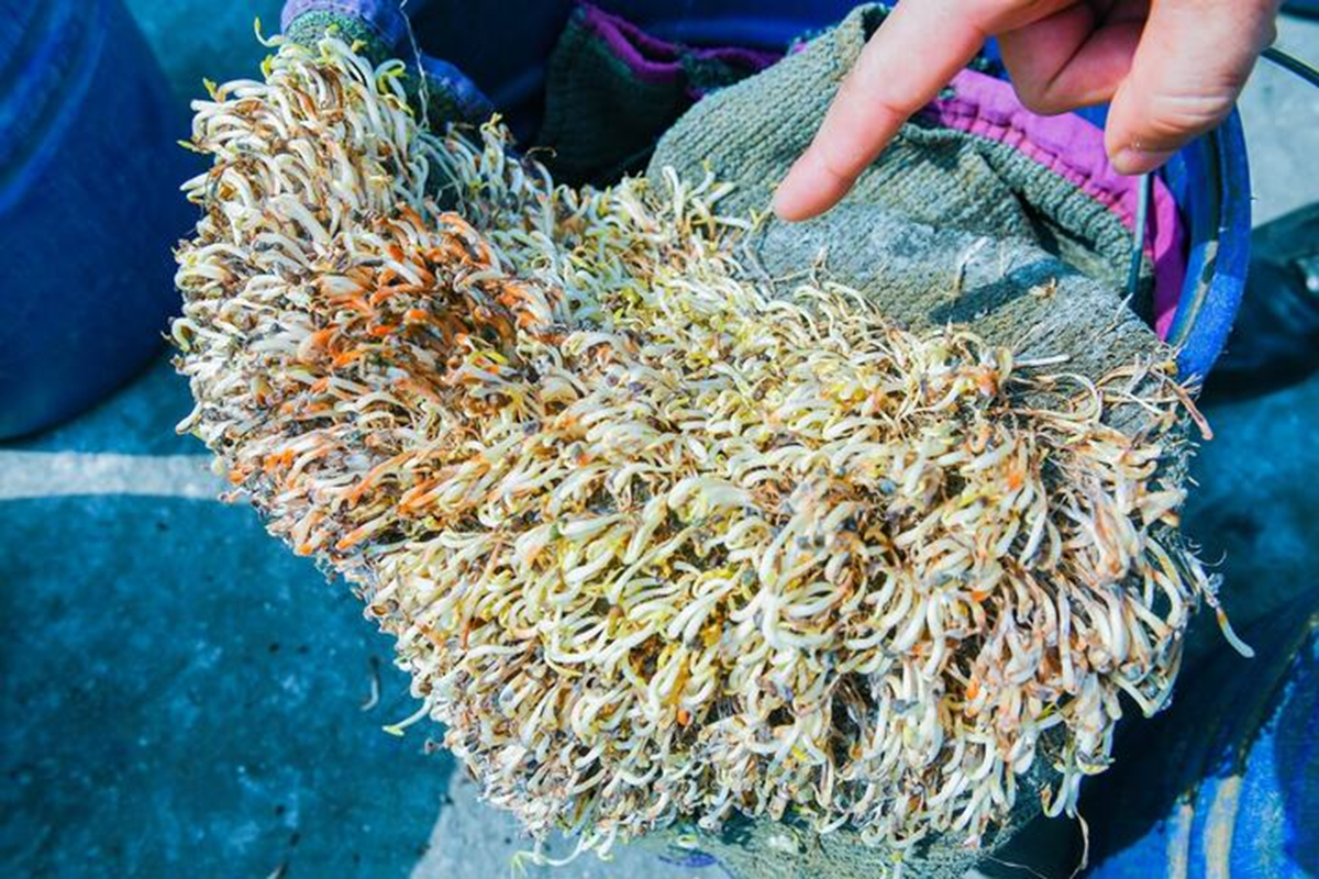 Từ vụ 5 tấn giá đỗ ngâm hóa chất, để 1 tháng vẫn tươi: Biết 6 cách này để an toàn cho cả nhà - Ảnh 1.