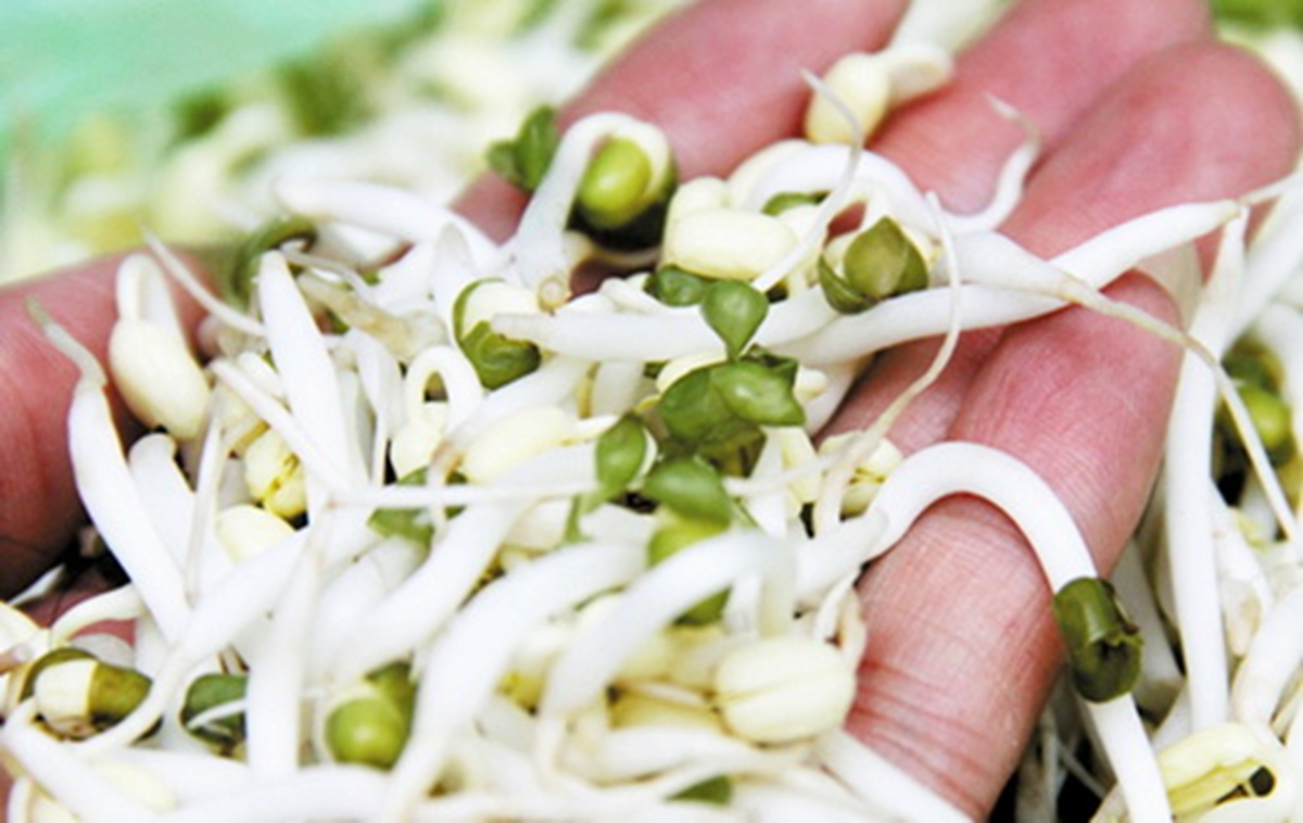 Từ vụ 5 tấn giá đỗ ngâm hóa chất, để 1 tháng vẫn tươi: Biết 6 cách này để an toàn cho cả nhà - Ảnh 2.