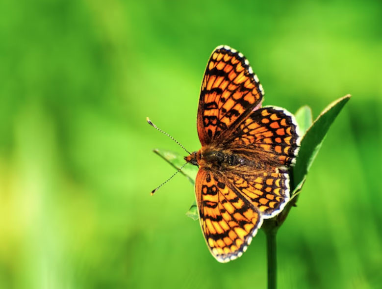 Ngày sinh Âm lịch của người sống thọ, càng già càng hưởng phúc, con cháu ba đời khấm khá - Ảnh 5.