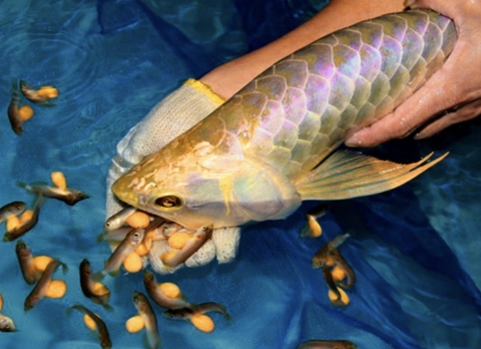 Trứng và nội tạng của một số loài thủy sinh, đặc biệt là các loài cá cảnh hoặc cá lạ không dùng làm thực phẩm thông thường, có thể tiềm ẩn độc tố tự nhiên. (Ảnh minh hoạ)