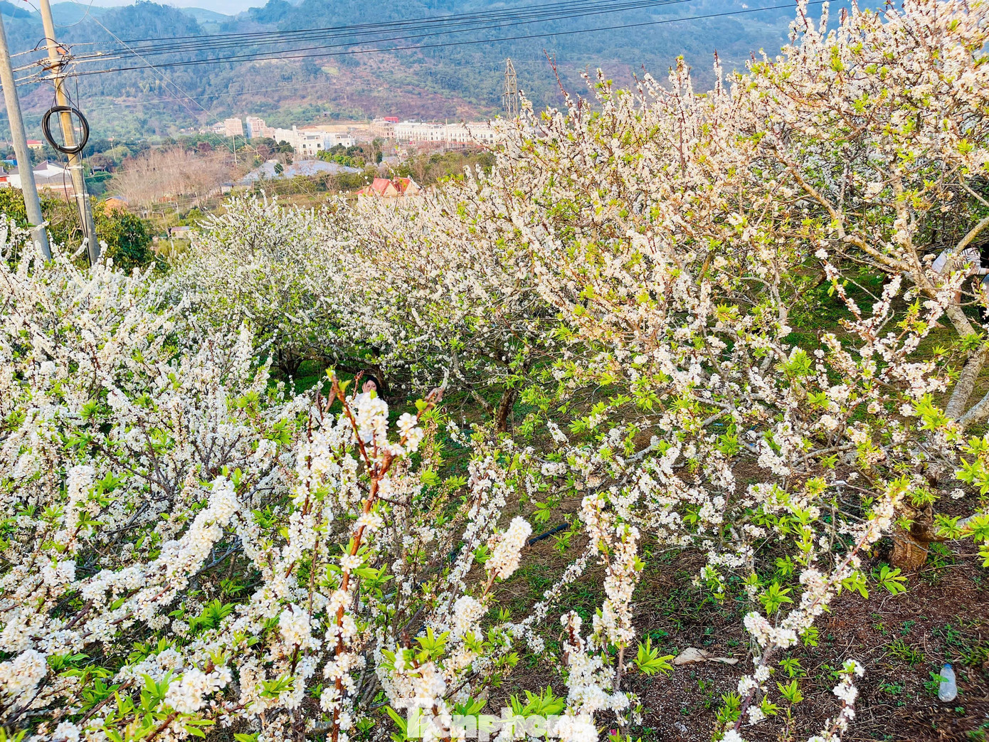 Kiếm bộn tiền nhờ dịch vụ 'sống ảo' ăn theo mùa hoa Mộc Châu插图4 tp-c33.jpg