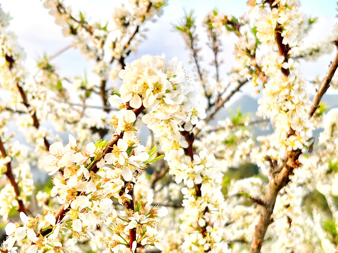 Kiếm bộn tiền nhờ dịch vụ 'sống ảo' ăn theo mùa hoa Mộc Châu插图1 tpc29.jpg