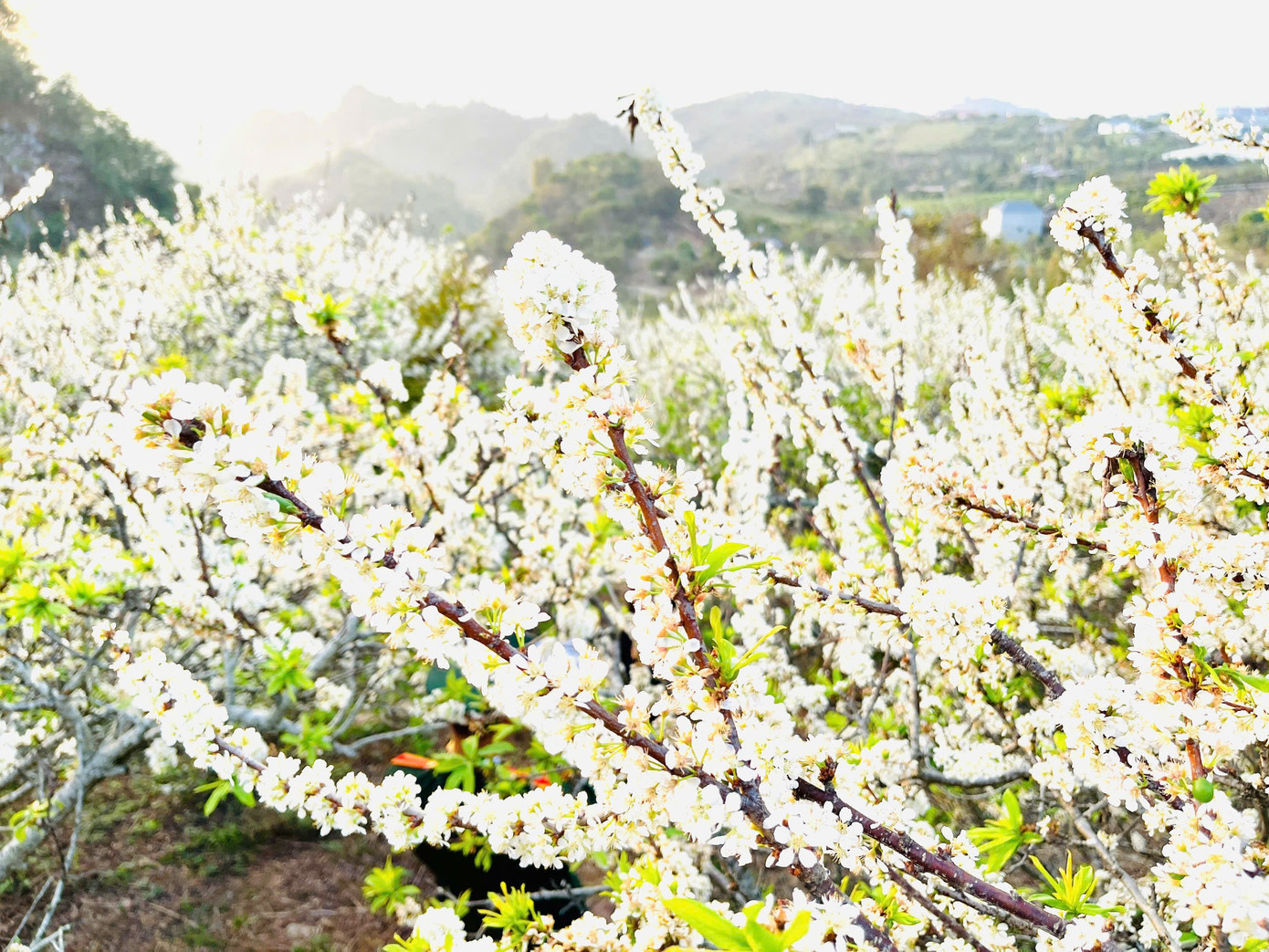 Kiếm bộn tiền nhờ dịch vụ 'sống ảo' ăn theo mùa hoa Mộc Châu插图 c31.jpg