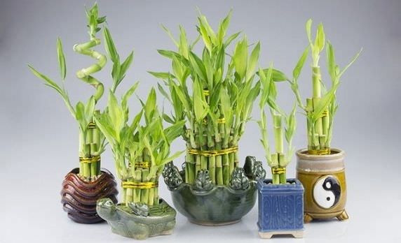 Ngày vía Thần tài 2026 nên mua gì để cầu tài lộc đầy nhà và may mắn cả năm? - Ảnh 4.