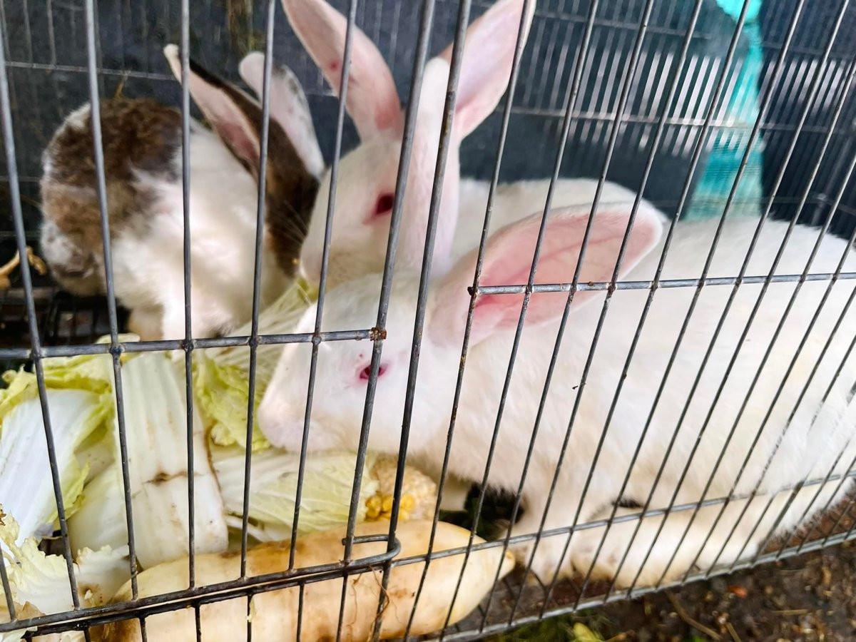 Ca sĩ Mỹ Lệ ở tuổi 54 sống viên mãn bên biệt thự 1 . 000 M2 tại TP HCM - Ảnh 25.