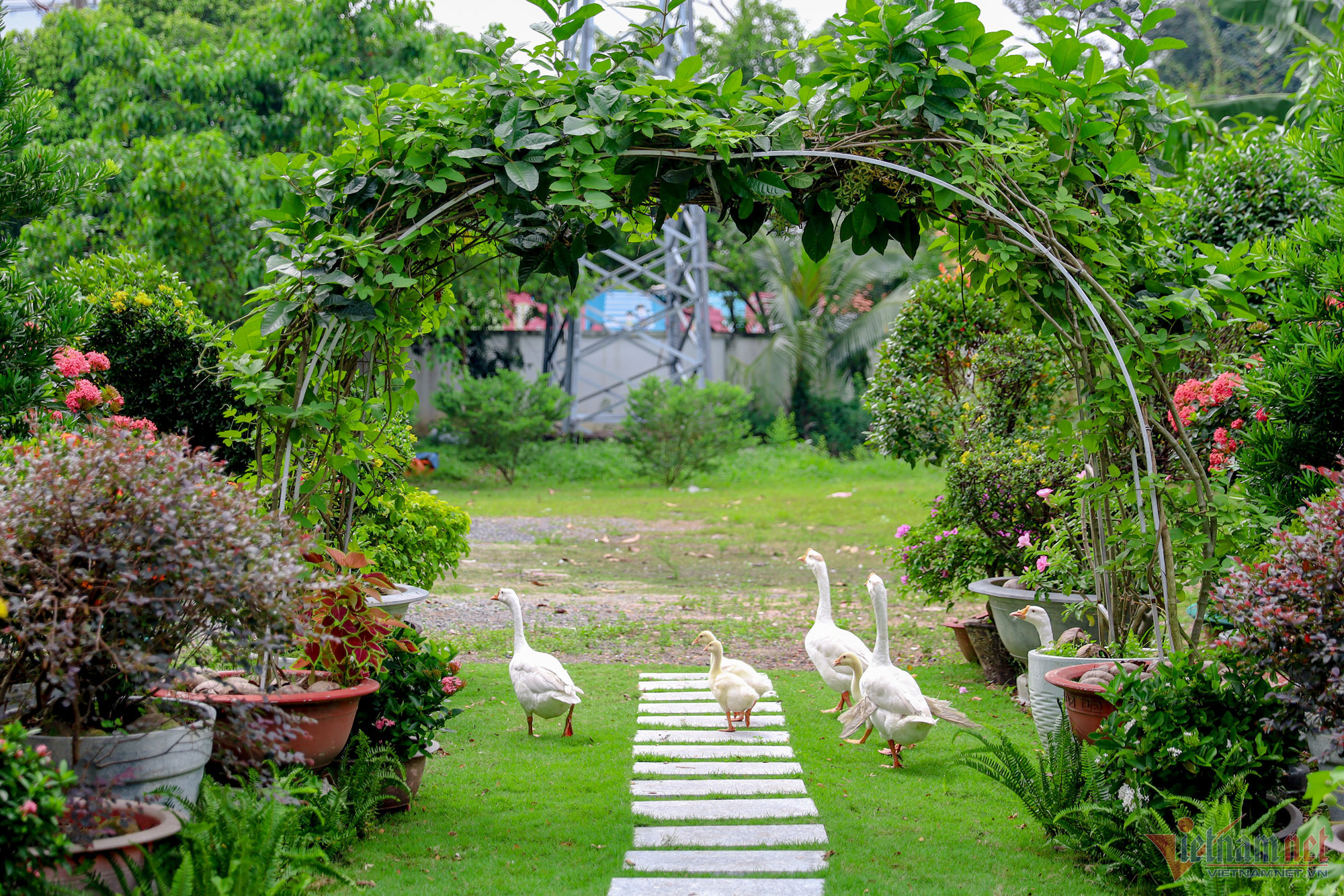 Ca sĩ Mỹ Lệ ở tuổi 54 sống viên mãn bên biệt thự 1 . 000 M2 tại TP HCM - Ảnh 26.