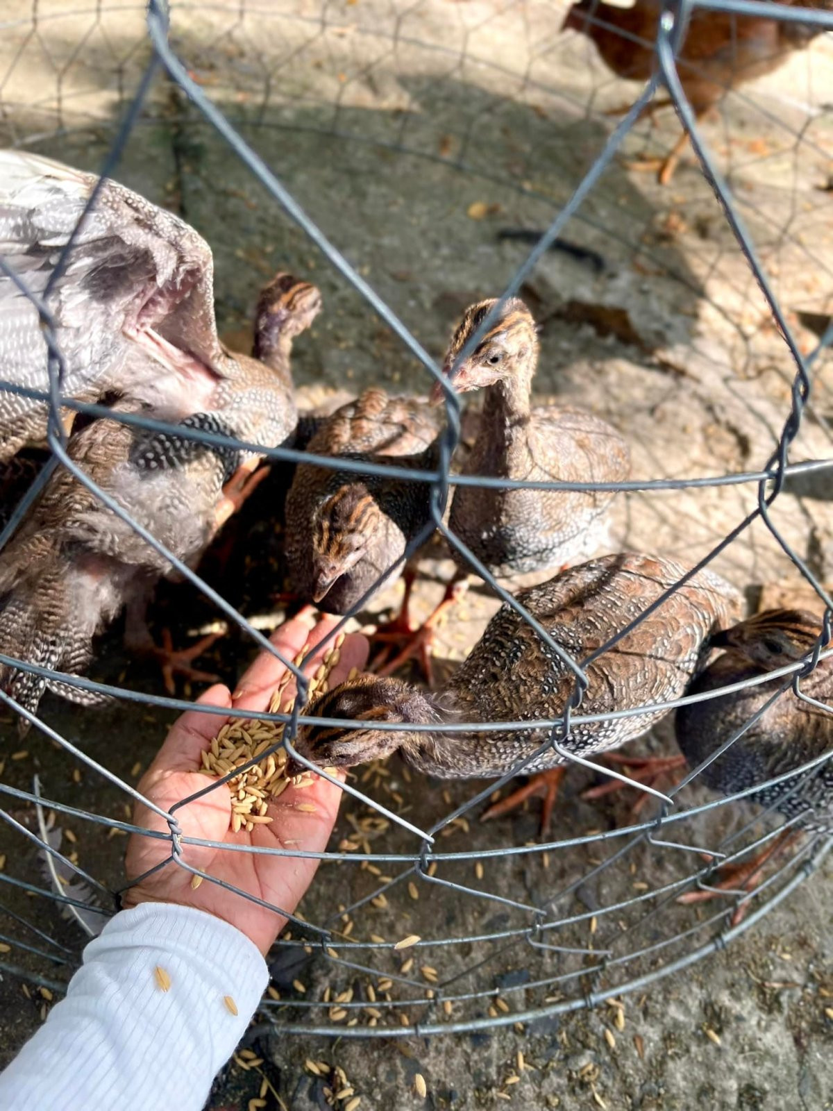 Ca sĩ Mỹ Lệ ở tuổi 54 sống viên mãn bên biệt thự 1 . 000 M2 tại TP HCM - Ảnh 24.