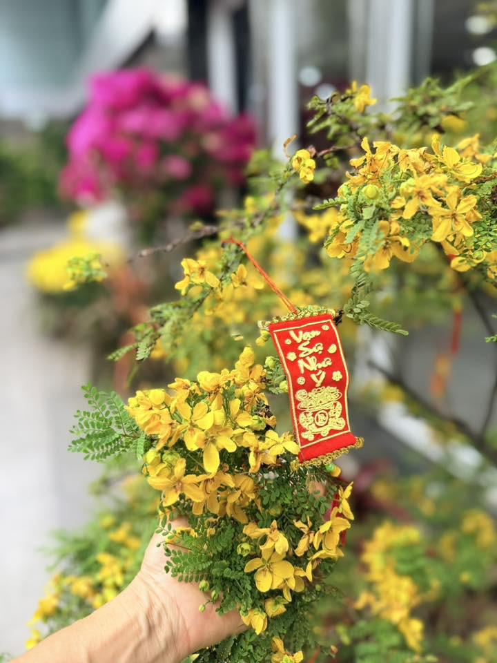 Ca sĩ Mỹ Lệ ở tuổi 54 sống viên mãn bên biệt thự 1 . 000 M2 tại TP HCM - Ảnh 6.