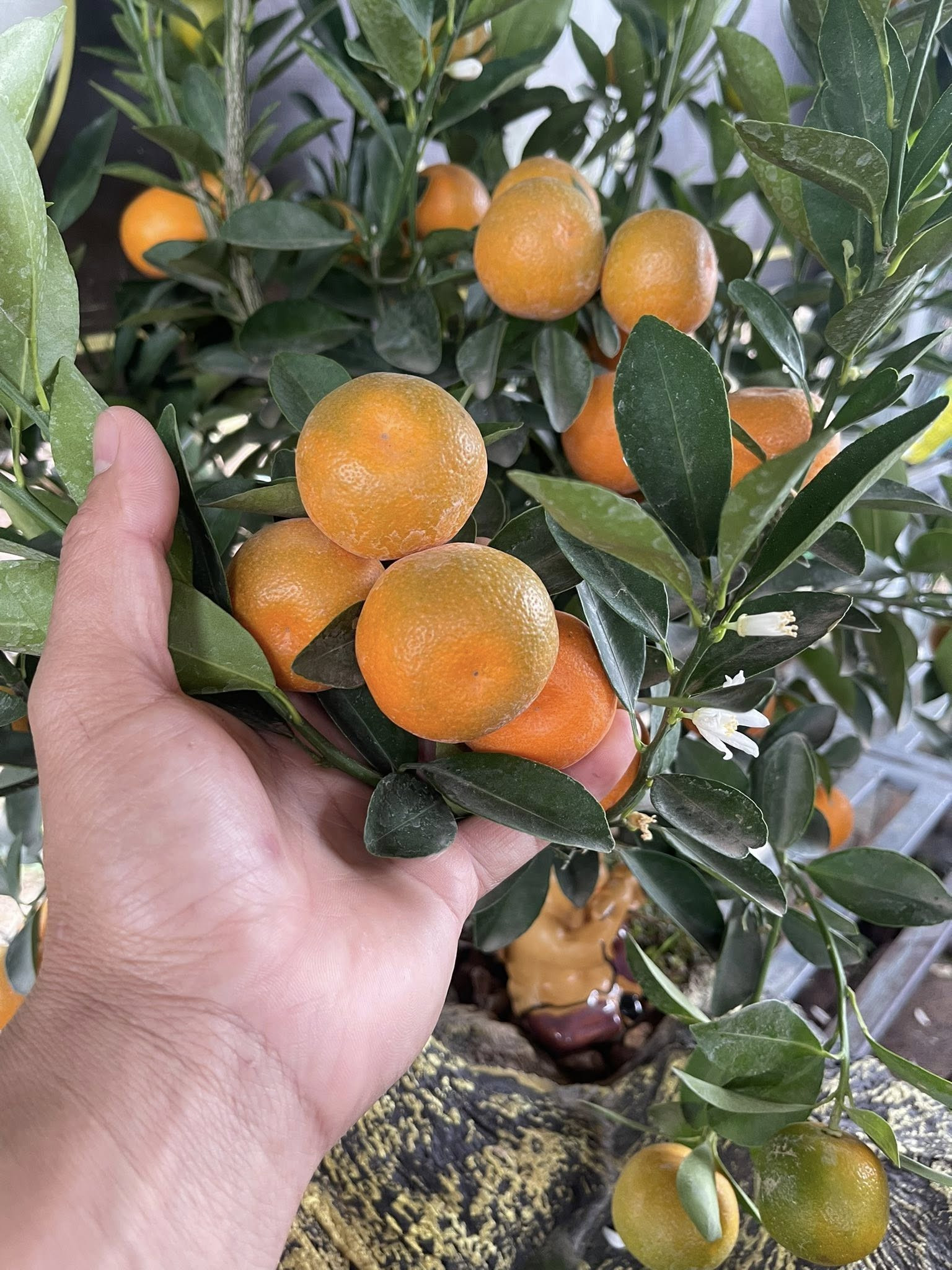 Quất cảnh sau Tết: Đẹp để ngắm, chưa chắc an toàn để ăn - Ảnh 1.