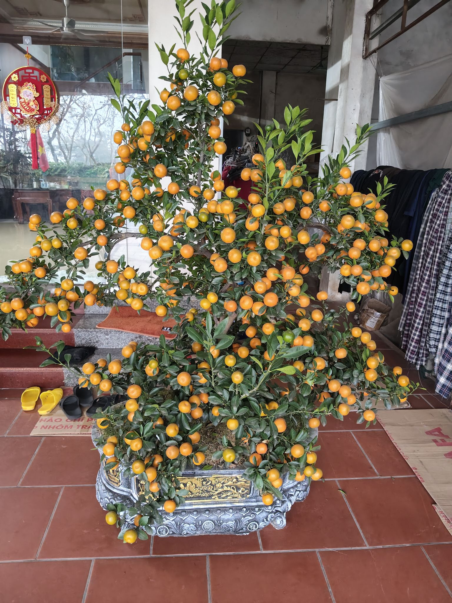 Quất cảnh sau Tết: Đẹp để ngắm, chưa chắc an toàn để ăn - Ảnh 3.