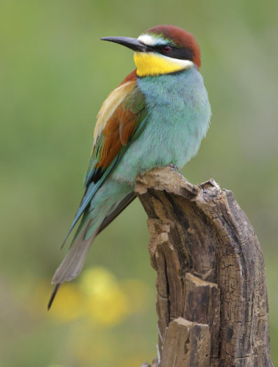 4 ngày sinh Âm lịch có mệnh hút Thần Tài, sung túc hiếm ai bì kịp - Ảnh 1.