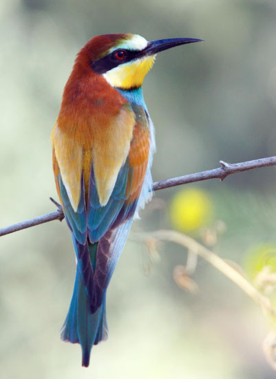 4 ngày sinh Âm lịch có mệnh hút Thần Tài, sung túc hiếm ai bì kịp - Ảnh 2.