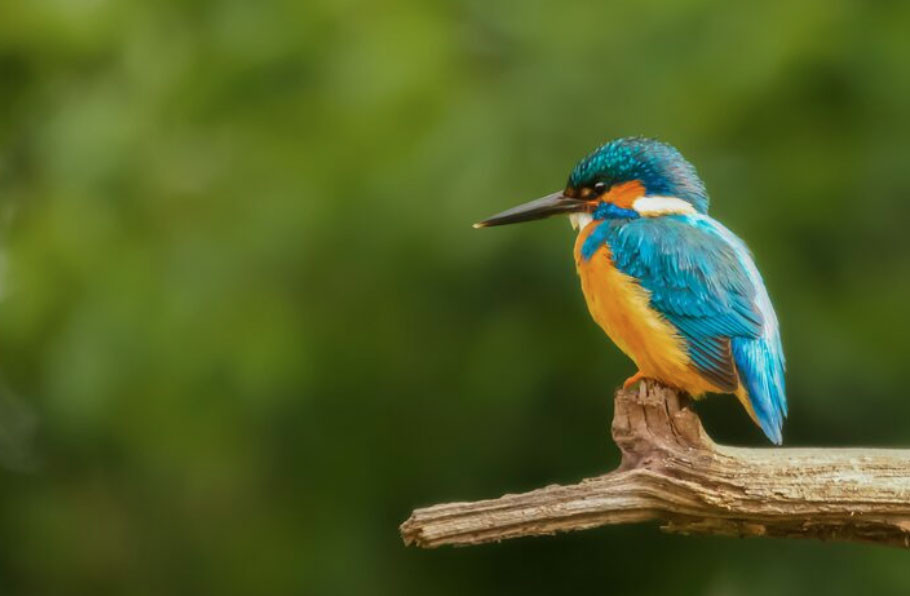 4 ngày sinh Âm lịch có mệnh hút Thần Tài, sung túc hiếm ai bì kịp - Ảnh 3.