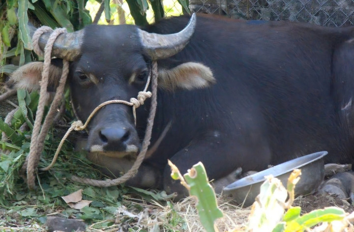 Trâu 'điên' húc 2 người ở xã biên giới Quảng Trị bị thương - 1