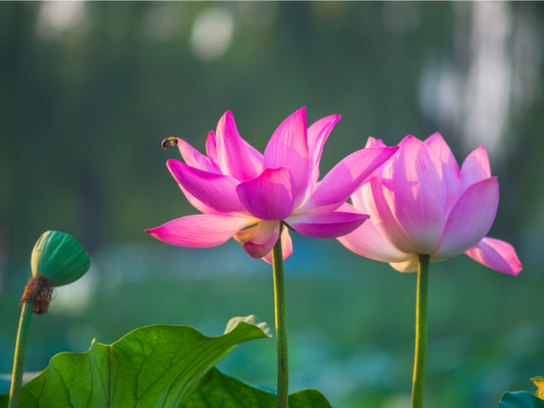 Từ ngày 10 âm lịch vía Thần Tài: 3 con giáp đủ đầy giàu có, vạn sự suôn sẻ, vận may tăng đều, phúc khí ngời ngời, cuộc đời lên hương, túi tiền rủng rỉnh - Ảnh 3