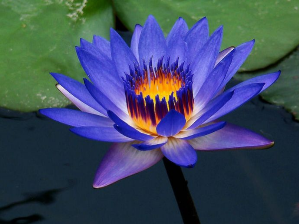 3 con giáp thu lộc dồn dập, may mắn ngập tràn插图 3 con giáp thu lộc dồn dập, may mắn ngập tràn插图