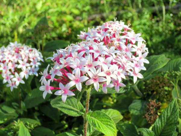 3 con giáp thu lộc dồn dập, may mắn ngập tràn插图2