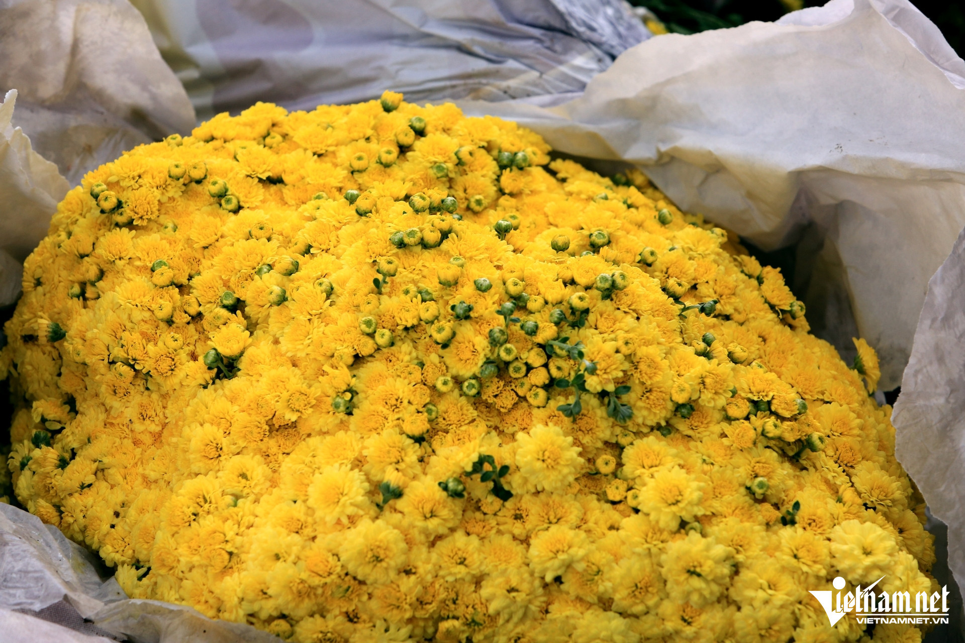 W-a3Hoa cúc đắt hàng.JPG.jpg