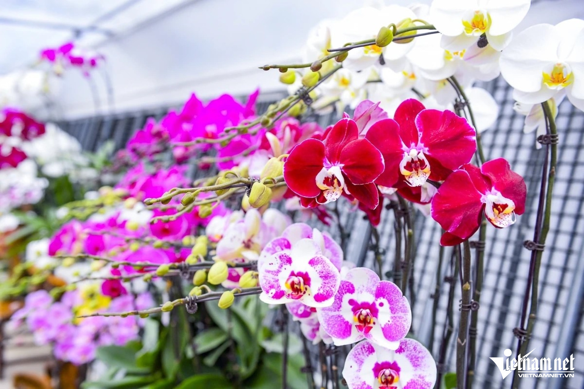 W-a6Hoa cúc đắt hàng.jpg