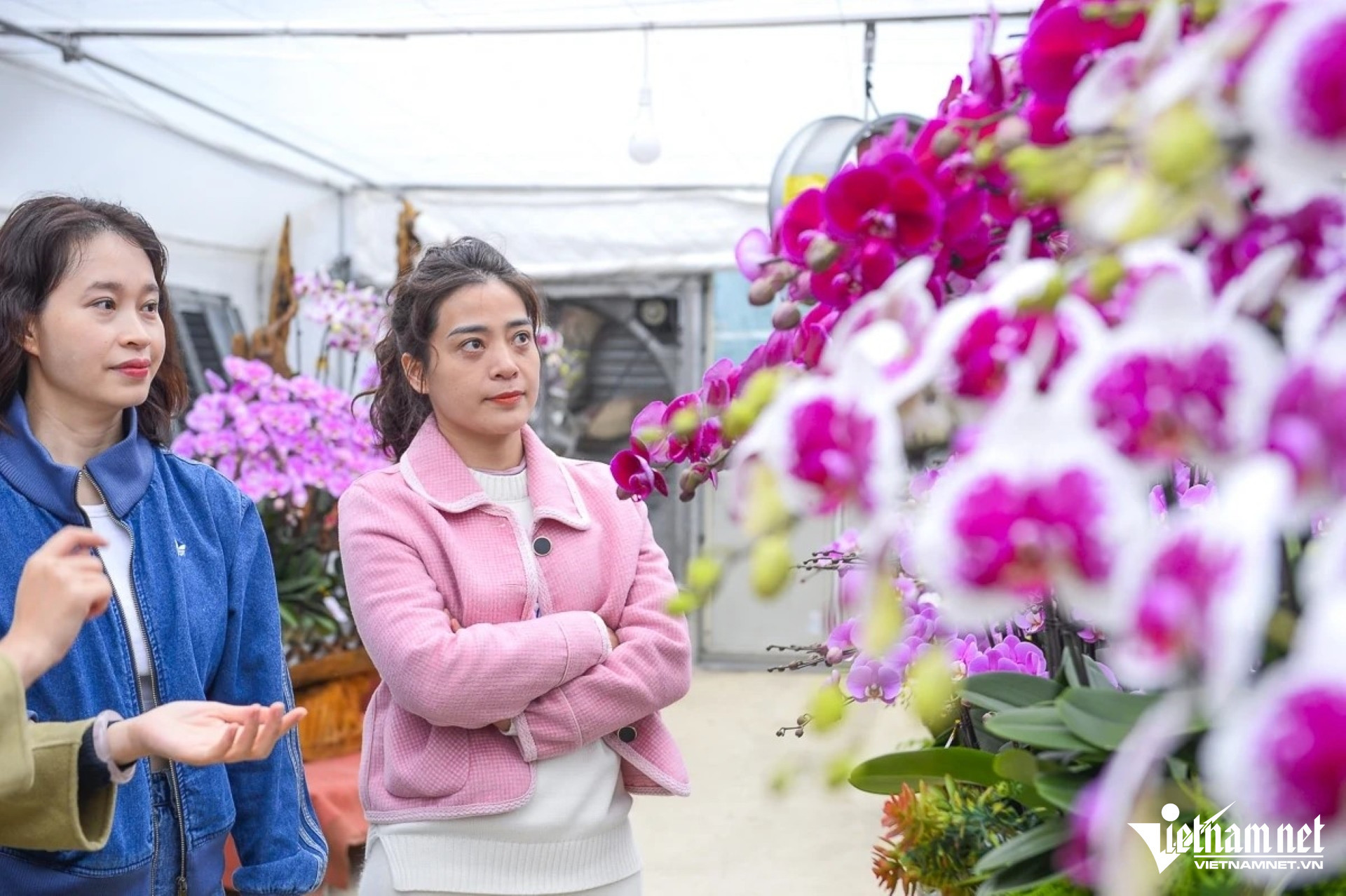 W-a5Hoa cúc đắt hàng.jpg