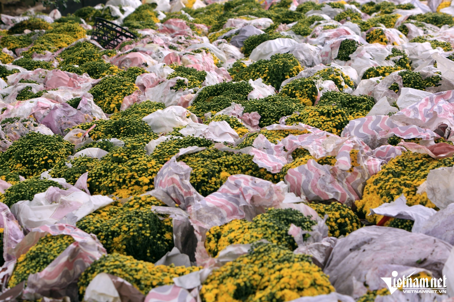 W-a1Hoa cúc đắt hàng.JPG.jpg