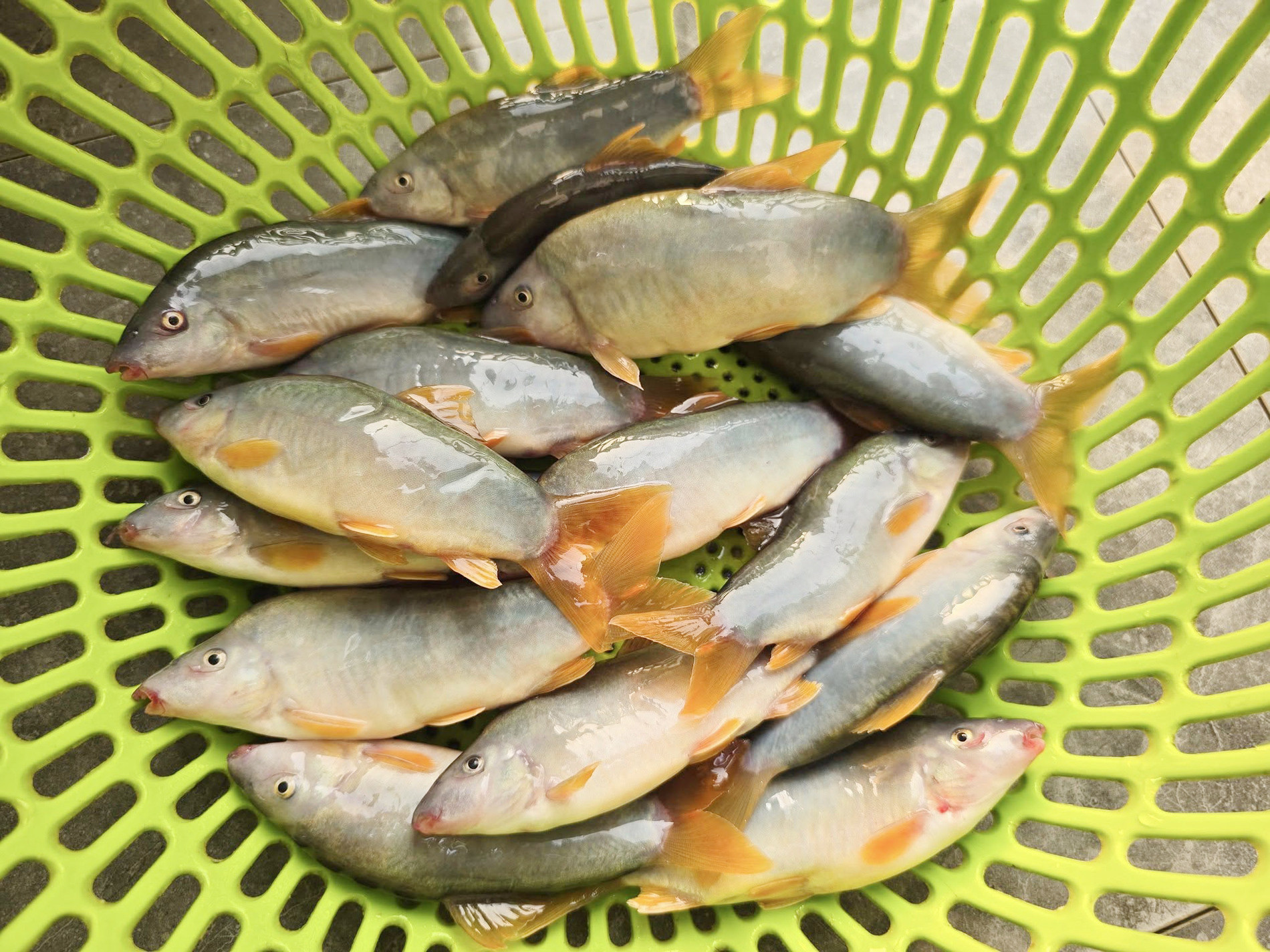 Sản vật mùa nước nổi ở miền Tây nghe tên cực lạ tai, níu chân thực khách - Ảnh 1.