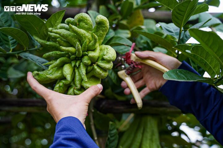 Mất mùa do bão lũ, phật thủ tăng giá mạnh dịp Tết Nguyên đán 2026 - 7
