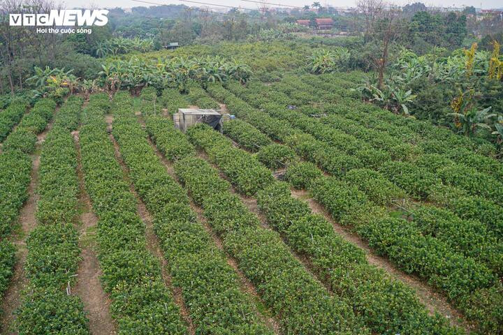 Những ngày cận Tết, các vườn phật thủ ở Đắc Sở (xã Dương Hòa, Hà Nội) rộn ràng vào vụ thu hoạch, người dân tất bật chuẩn bị nguồn hàng phục vụ thị trường. Tuy nhiên năm nay, nguồn hàng đẹp khá khan hiếm do bị ảnh hưởng bởi bão lũ.